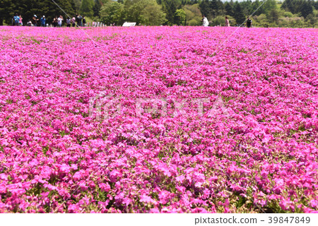 Fuji Shiba cherry-blossom Festival Fuji Shiba cherry-blossom Festival 39847849
