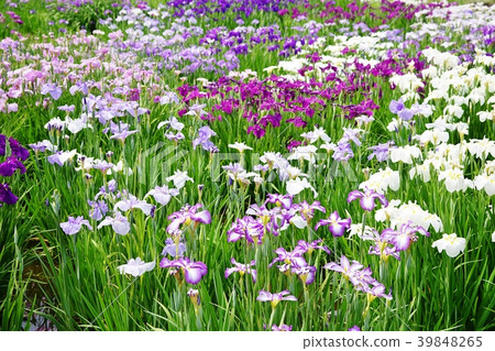 Hana shawab Hana shawab 39848265