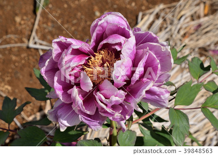 按鈕（笑獅） 39848563