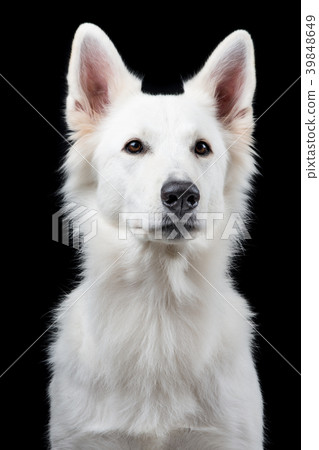 Portrait of a Swiss white shepherd 39848649