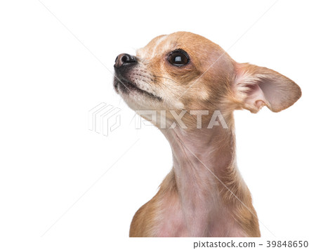 Portrait of a cute small chihuahua looking up  39848650