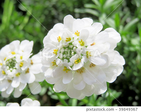 Iberisu Iberisu 39849367