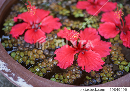 紅芙蓉花 紅芙蓉花 39849496