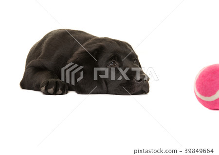 Black retriever puppy dog lying down with ball Black retriever puppy dog lying down with ball 39849664