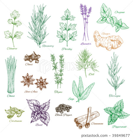 Vector icons set of spices and herbs seasonings Vector icons set of spices and herbs seasonings 39849677