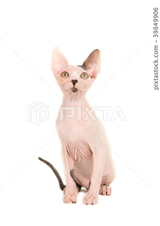 cute sphynx naked young cat sitting and looking up cute sphynx naked young cat sitting and looking up 39849906