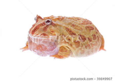 Big fat red frog isolated on a white background Big fat red frog isolated on a white background 39849907