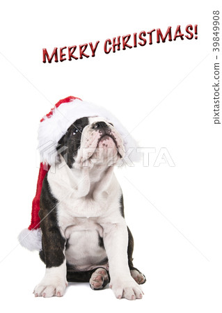 Cute english bulldog puppy wearing santa's hat Cute english bulldog puppy wearing santa's hat 39849908