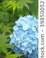 繡球花和綠色楓樹 39850052