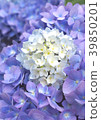 繡球 39850201
