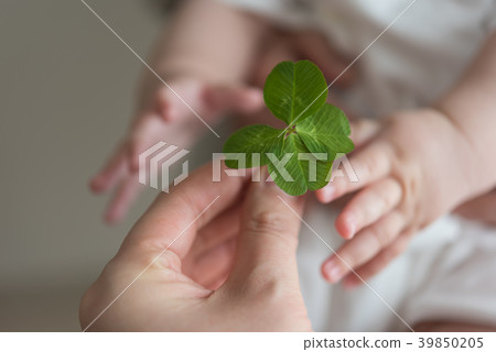 Clover Clover 39850205