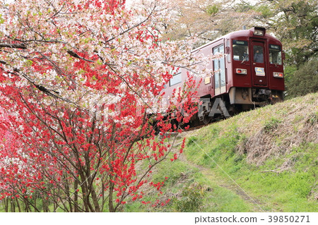 Watarase Valley Shinto Road "Flower peach bloom along the landscape" Watarase Valley Shinto Road "Flower peach bloom along the landscape" 39850271