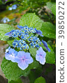 繡球花雨淋濕了 39850272