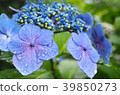 雨後的繡球花 39850273