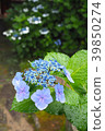 繡球花雨淋濕了 39850274