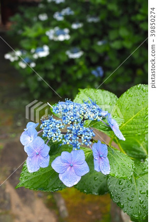 繡球花雨淋濕了 繡球花雨淋濕了 39850274