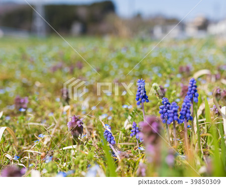 Muscari Muscari 39850309