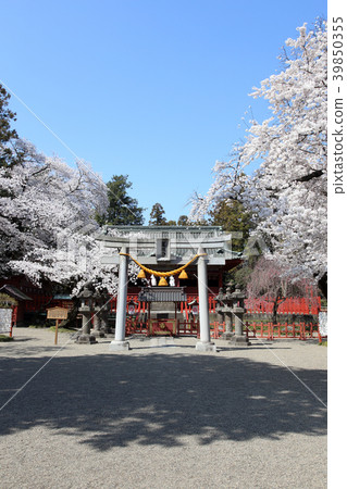 櫻花和盛開的Serada Toshogu 39850355