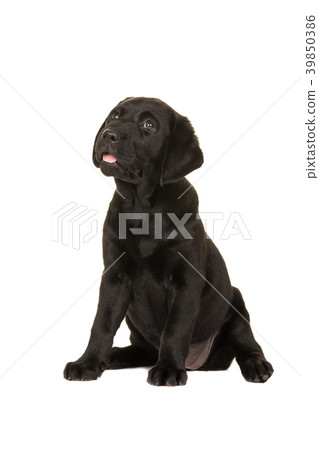 Cute black labrador puppy dog looking up 39850386