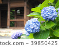 繡球花和山門 39850425