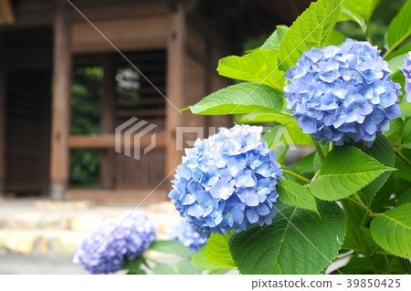 繡球花和山門 繡球花和山門 39850425