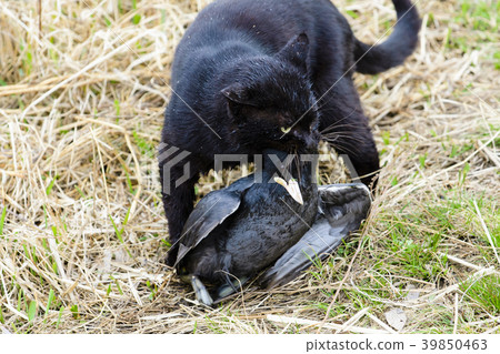 A stray cat that caught a coot A stray cat that caught a coot 39850463