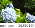 雨後的繡球花 39850490