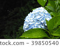 繡球 39850540