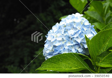 繡球 繡球 39850540