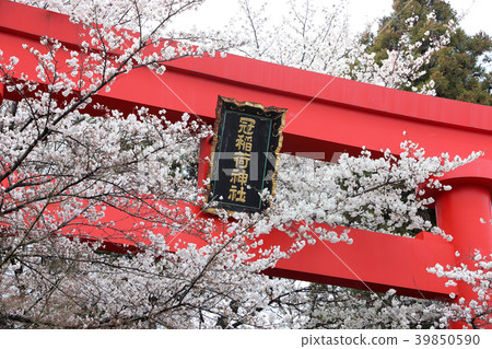 The Great Torii of Kampo Inari Shrine and the cherry blossoms in full bloom The Great Torii of Kampo Inari Shrine and the cherry blossoms in full bloom 39850590