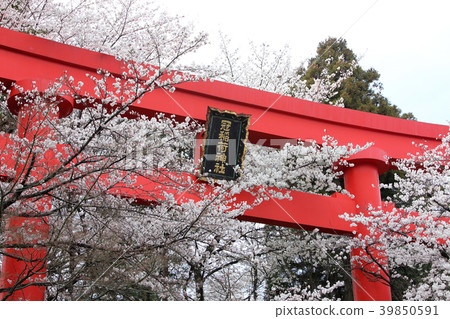 Kampo Inari神社的偉大的Torii和櫻花盛開 Kampo Inari神社的偉大的Torii和櫻花盛開 39850591