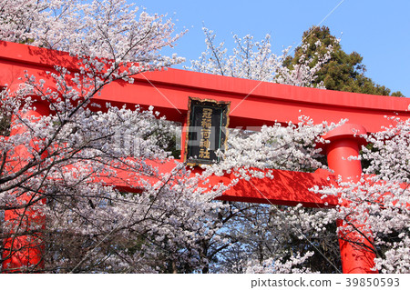 Kampo Inari神社的偉大的Torii和櫻花盛開 Kampo Inari神社的偉大的Torii和櫻花盛開 39850593