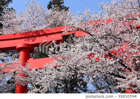 Kampo Inari神社的偉大的Torii和櫻花盛開 Kampo Inari神社的偉大的Torii和櫻花盛開 39850594