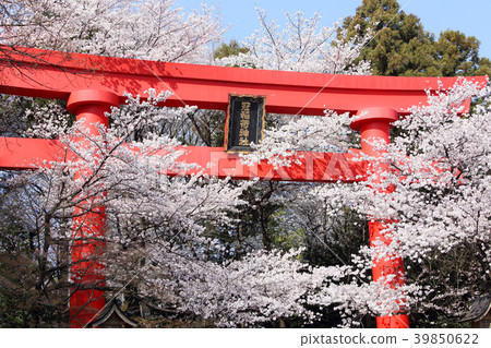 The Great Torii of Kampo Inari Shrine and the cherry blossoms in full bloom 39850622