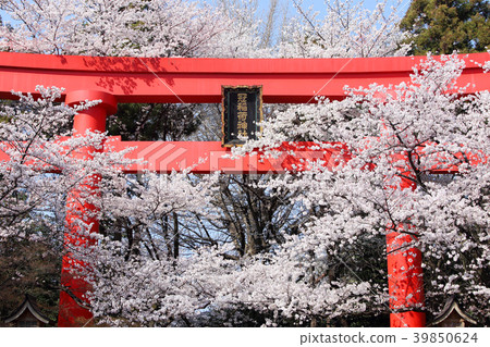 Kampo Inari神社的偉大的Torii和櫻花盛開 39850624