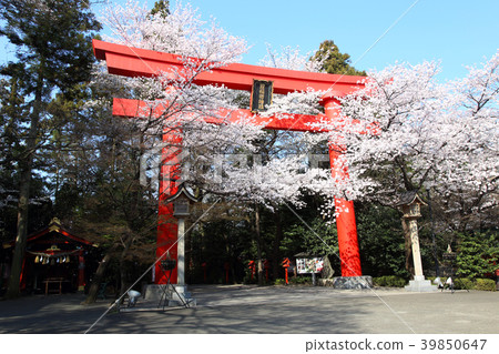 The Great Torii of Kampo Inari Shrine and the cherry blossoms in full bloom 39850647