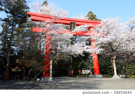 Kampo Inari神社的偉大的Torii和櫻花盛開 Kampo Inari神社的偉大的Torii和櫻花盛開 39850648