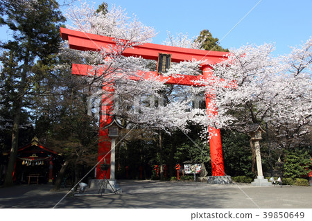 Kampo Inari神社的偉大的Torii和櫻花盛開 Kampo Inari神社的偉大的Torii和櫻花盛開 39850649