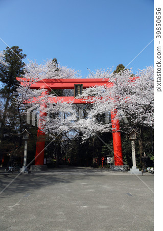 Kampo Inari神社的偉大的Torii和櫻花盛開 Kampo Inari神社的偉大的Torii和櫻花盛開 39850656