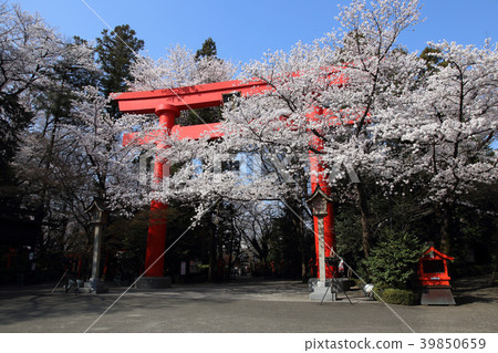 Kampo Inari神社的偉大的Torii和櫻花盛開 Kampo Inari神社的偉大的Torii和櫻花盛開 39850659