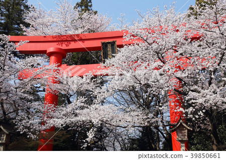 Kampo Inari神社的偉大的Torii和櫻花盛開 Kampo Inari神社的偉大的Torii和櫻花盛開 39850661