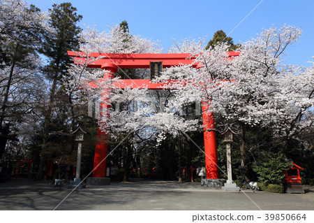 Kampo Inari神社的偉大的Torii和櫻花盛開 Kampo Inari神社的偉大的Torii和櫻花盛開 39850664