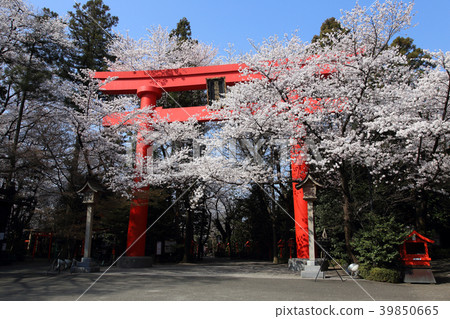 Kampo Inari神社的偉大的Torii和櫻花盛開 Kampo Inari神社的偉大的Torii和櫻花盛開 39850665