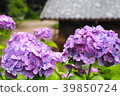 繡球 39850724