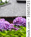 繡球花和寺廟 39850725