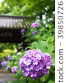 山門和繡球花 39850726