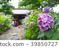 鵝卵石和繡球花通往山門 39850727