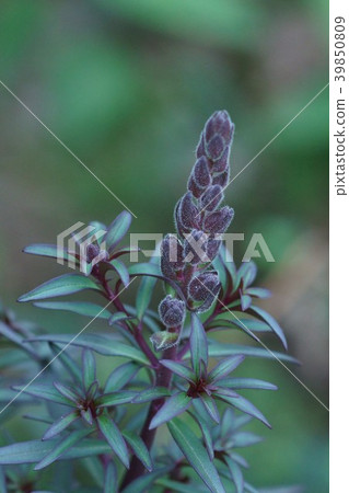 金魚草青銅紅玫瑰花語“喋喋不休” 39850809