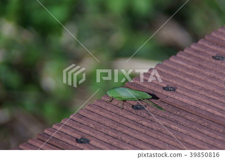 Satomaki假Satokuda Makimodoki Satomaki假Satokuda Makimodoki 39850816