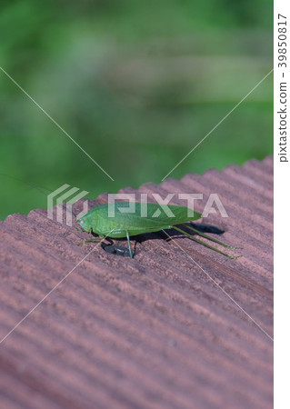 Satomaki假Satokuda Makimodoki Satomaki假Satokuda Makimodoki 39850817